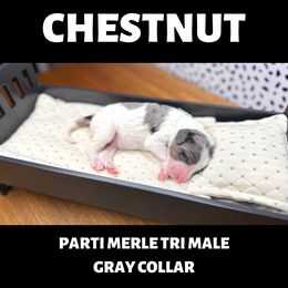 Bernedoodle Puppies from Teddy Bear Bernedoodles