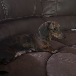 Tilly - Dachshund