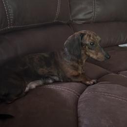 Tilly - Dachshund