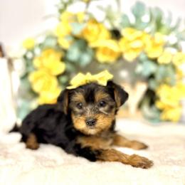 Bella - Black and tan female Yorkshire Terrier puppy in Atlanta, Georgia from Yuppie Yorkies