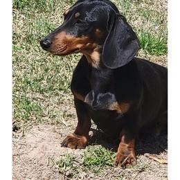Raven - Dachshund