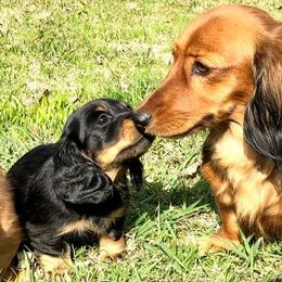 Dachshunds from Sweet and Sassy Sausages