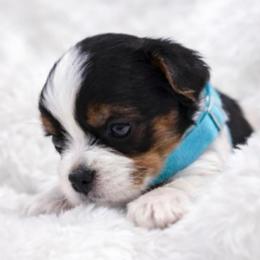 Romeo - Black tan and white male Biewer Terrier puppy in Concord, California from Puppy Boutique