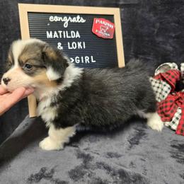 4 pink collar girl - Black and tan female Pembroke Welsh Corgi puppy in Harrisburg, Illinois from Parish Corgis