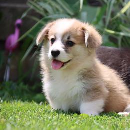 Bella - Red female Pembroke Welsh Corgi puppy in Pollock, Missouri from Northstar