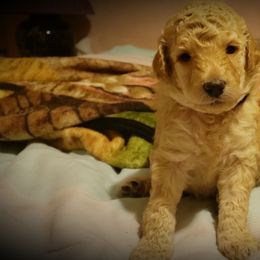 Aussiedoodle Puppies from Color Country Doodles