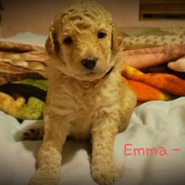 Aussiedoodle Puppies from Color Country Doodles