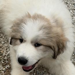 Willow (FAITH) Pink collar female - White and badger female Great Pyrenees puppy in Fair Grove, Missouri from Allen Wags & Woolies
