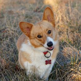 Peachy - Pembroke Welsh Corgi