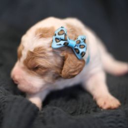 Goldendoodle Puppies from Moore Mini Goldendoodles to Love