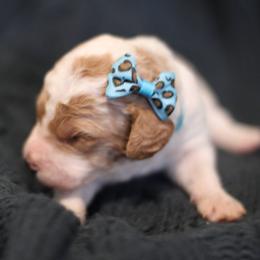 Goldendoodle Puppies from Moore Mini Goldendoodles to Love