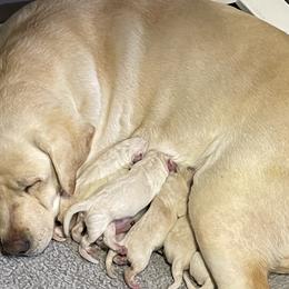 Aussiedoodles and Labrador Retrievers from Windbush