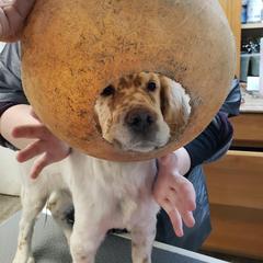 English Setter Puppies from Finlauson's Pet Care Center and Granite State Service Dogs