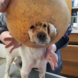 English Setter Puppies from Finlauson's Pet Care Center and Granite State Service Dogs