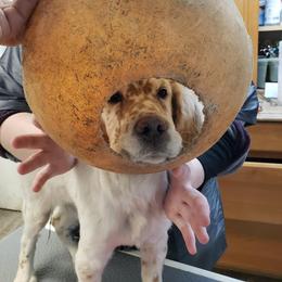 English Setter Puppies from Finlauson's Pet Care Center and Granite State Service Dogs
