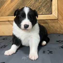 Birdie - Black and white female Border Collie puppy in Chattanooga, Tennessee from Ross Vegas Kennels