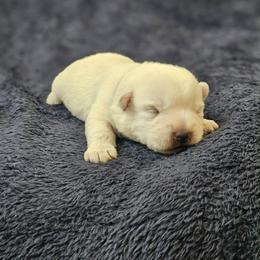 Winter - Blue Collar - White male West Highland White Terrier puppy in Toronto, Ohio from Shekinah’s Mi-Kis & Cricket Hill’s Westies