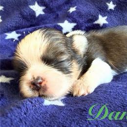 Danny - Red and white male Shih Tzu puppy in Hemet, California from Aloha Shih Tzu
