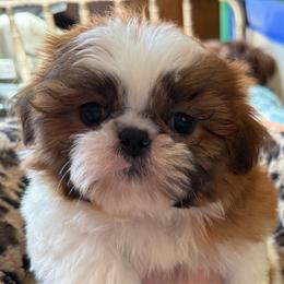 BUDDY - Red and white male Shih Tzu puppy in Kamilche, Washington from Serendipity Shih tzu
