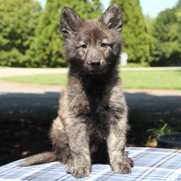 Phantasma's Mr Bean - Silver brindle male Dutch Shepherd puppy in Jasper, Georgia from Von Der King Working Dogs
