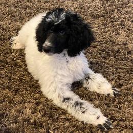 Poodles from Cindy L Bugg