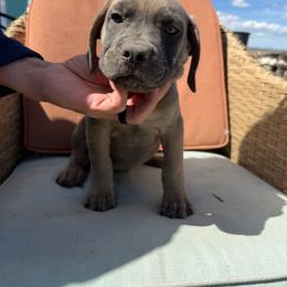 Girl 5 - Gray and fawn female Cane Corso puppy in Prescott Valley, Arizona from Willow’s Meadow