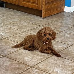 Raspberry - Poodle