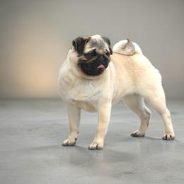 Nataleigh - Pug