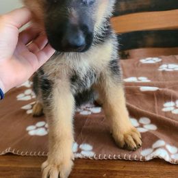 Brown, Male - German Shepherd puppy from Jessica's German Shepherds