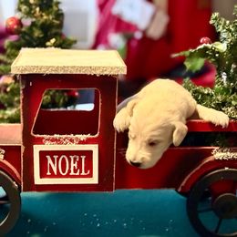 Jinx- Neon Green Collar - Apricot male Double Doodle puppy in Norfolk, Virginia from Móraí’s Doodles