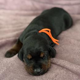 Girl 1 - Black and rust female Doberman Pinscher puppy in Lake City, Florida from Paintedcrazy Doberman Pinchers