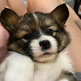 Jameson - Sable male Pembroke Welsh Corgi puppy in North East, Maryland from Potato Patch