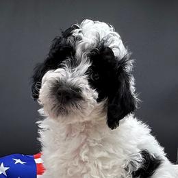 Lolli - Black female Poodle puppy in Salem, Missouri from Meadowbrook Poodles