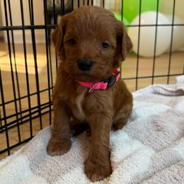 Pink collar - Red  female Goldendoodle puppy in Ridgewood, New Jersey from Jessie’s Doodles