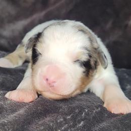 Meeko - Blue merle male Miniature Australian Shepherd puppy in Sunbury, Pennsylvania from Elemental Mini Aussies