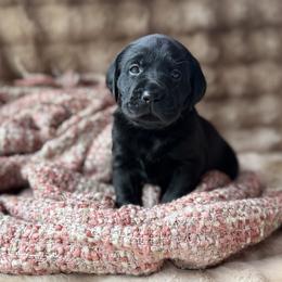 Labrador Retriever Puppies from Knotty Creek Labradors