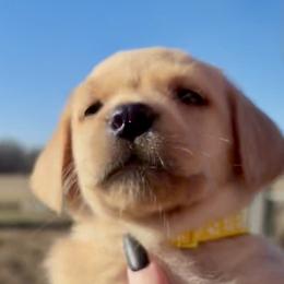 Louise - Yellow female Labrador Retriever puppy in Baldwin City, Kansas from Hedge Lane Labradors