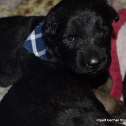 German Shepherd Puppies from Import German Shepherds of Kansas