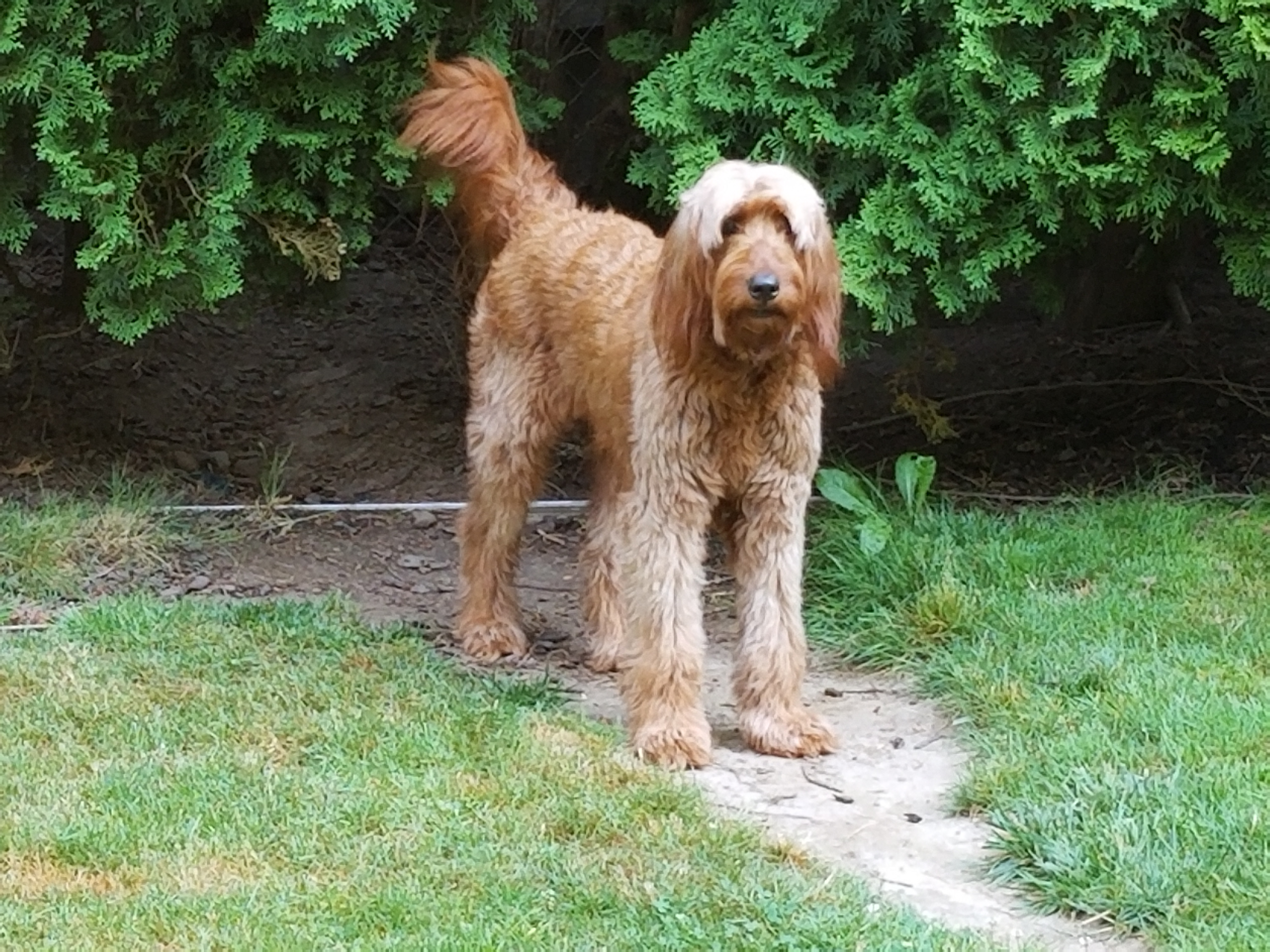 Jovi - Goldendoodle