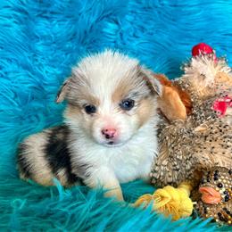 Fairh - Blue merle and white female American Corgi puppy in Los Lunas, New Mexico from Blue Diamond Welsh corgis