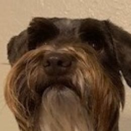 Pippin - Miniature Schnauzer