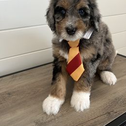 Wrigley - Merle male Bernedoodle puppy in Garrettsville, Ohio from Sunset Family Farm