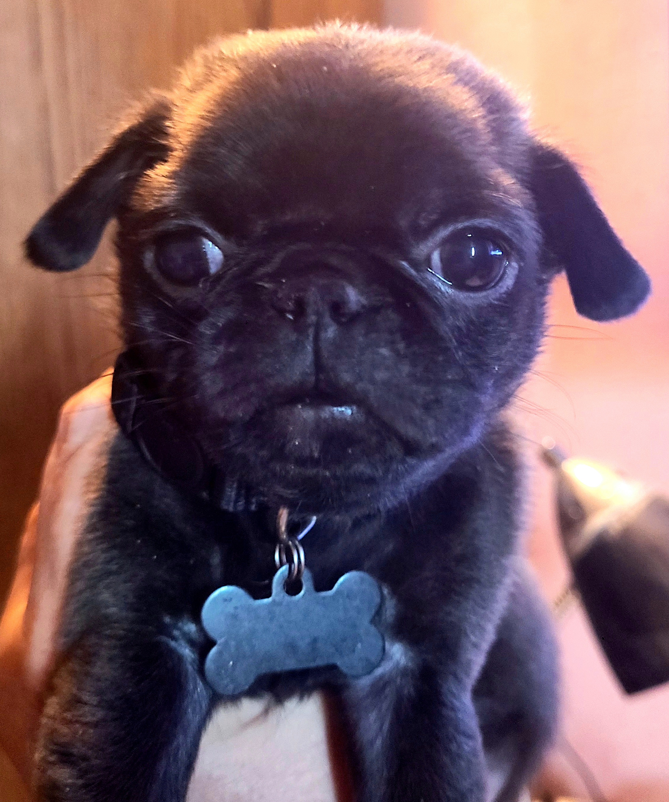 Pug Puppies from Morningsmile Kennels