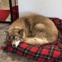 Faith - Siberian Husky