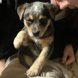Juneau - Blue speckled female Australian Cattle Dog puppy in Saint Albans, Maine from Australian Cattle Cuties and littles