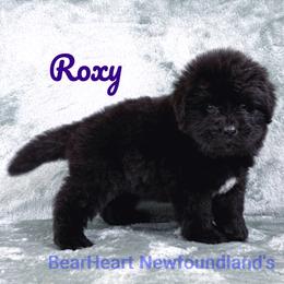 Roxy - Black female Newfoundland puppy in Cortez, Colorado from Bear Heart Newfoundlands, LLC
