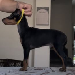 Orange and yellow Collar - Black and tan male Manchester Terrier puppy in Wildomar, California from Goldline Manchester Terriers