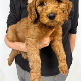 Choppa - Red  male Goldendoodle puppy in Conklin, Michigan from Lake Michigan Couture Cavapoos & Cockapoos