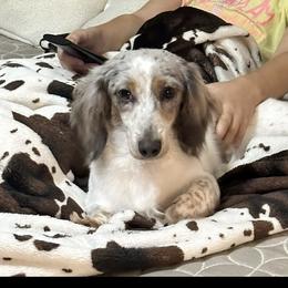 Bendi - Dachshund