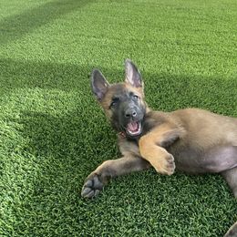 Belgian Malinois Puppies from Care 2 Protect